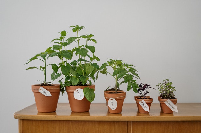 Plants for window